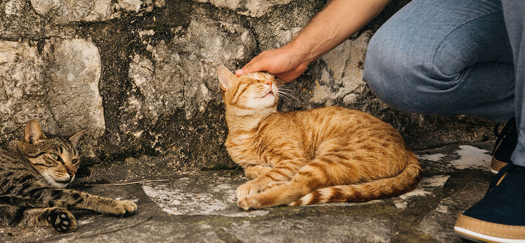 home-animalshelter-about-4