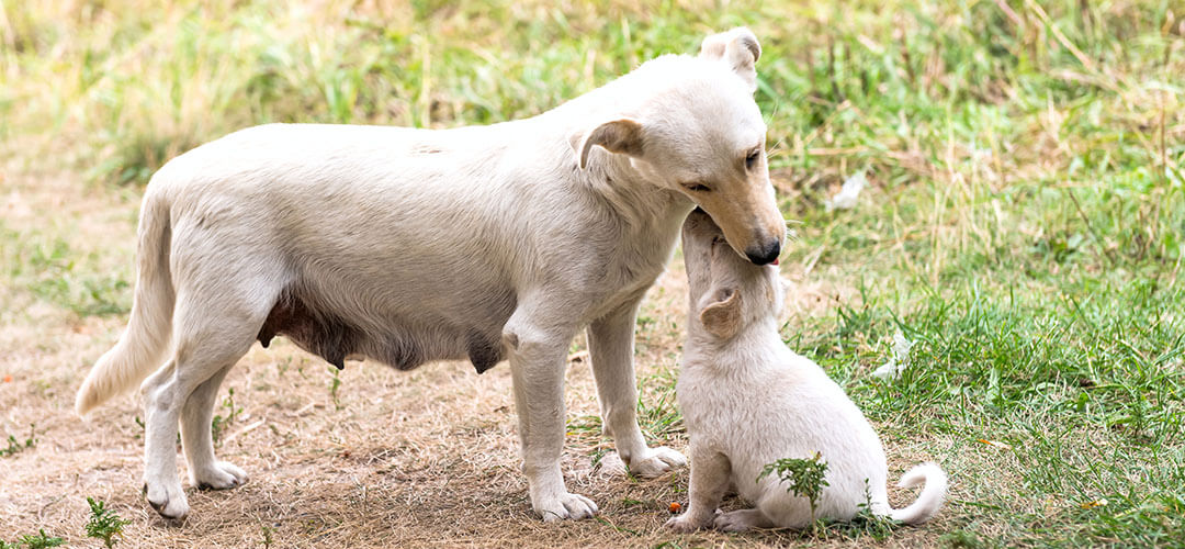 home-animalshelter-about-5